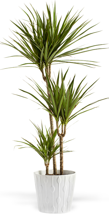 Yuccaplant 6