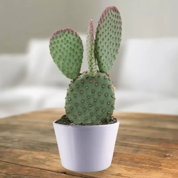 Cactus opuntia