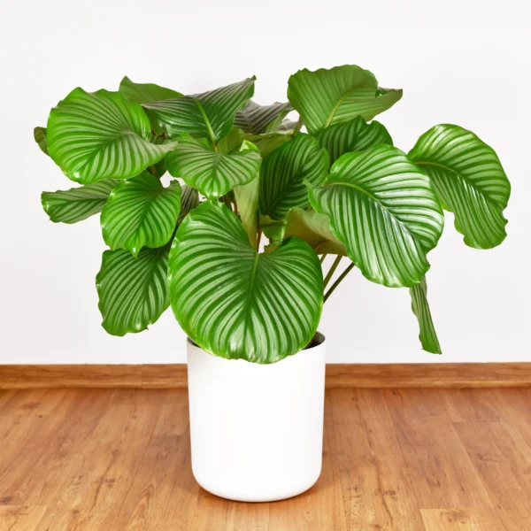 Calathea Orbifolia plant