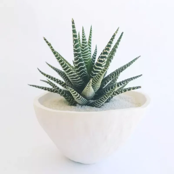 Haworthia succulent plants