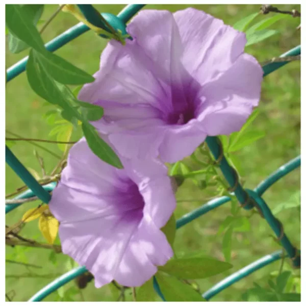 ipomoea cairica