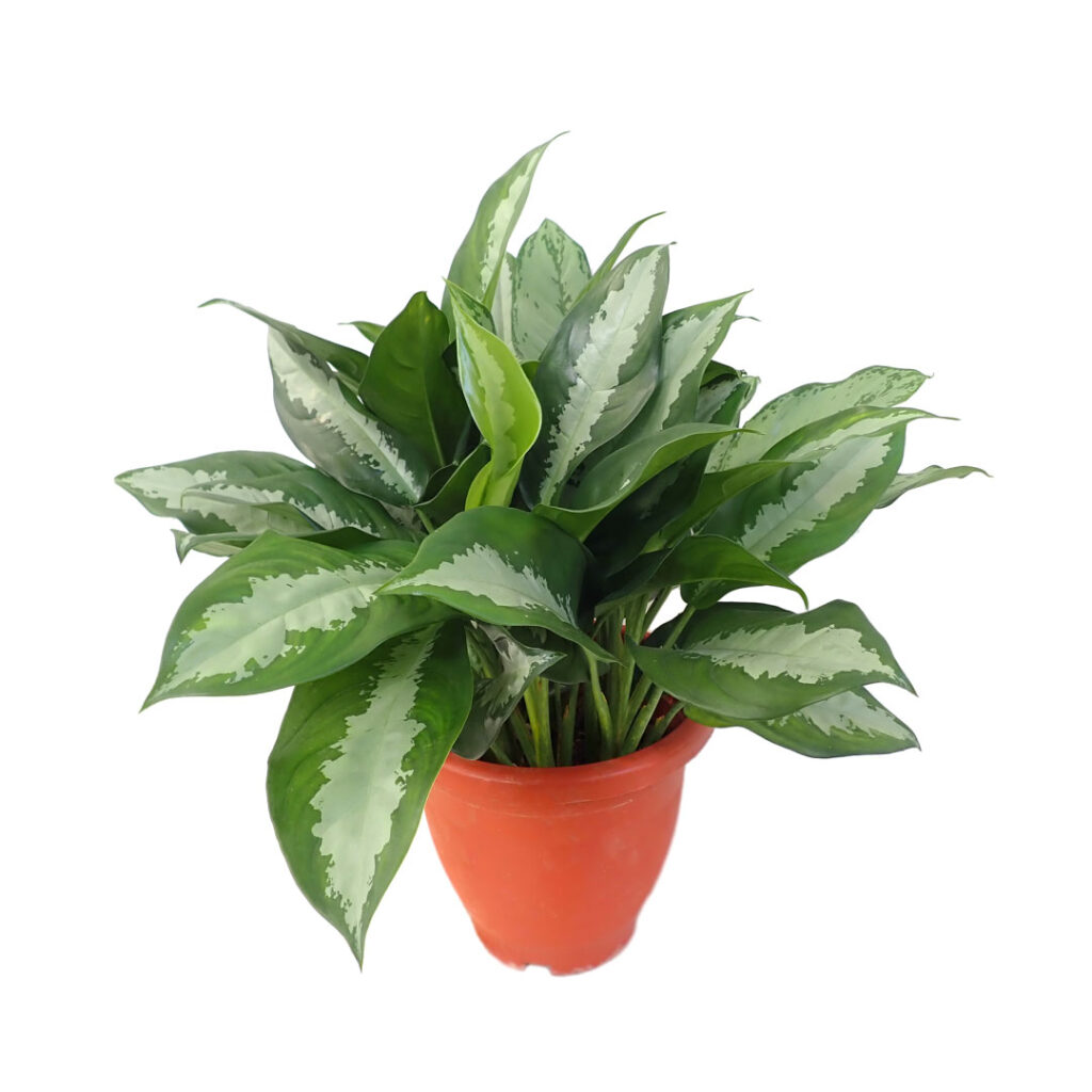 aglaonema-pattaya-beauty-mygreenleaf-buy-indoor-outdoor-plants