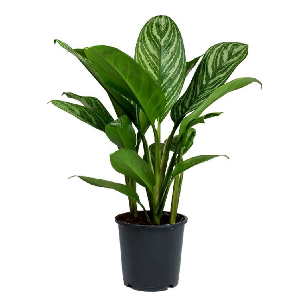 Aglaonema Silver Queen - MyGreenLeaf - Buy Indoor & Outdoor Plants ...