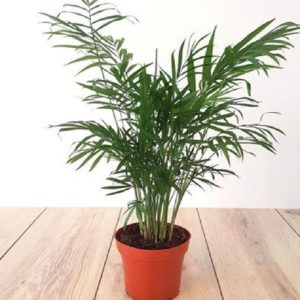 Areca Palm