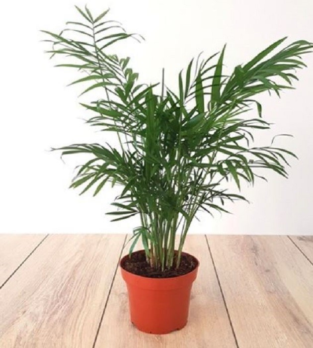 Areca Palm