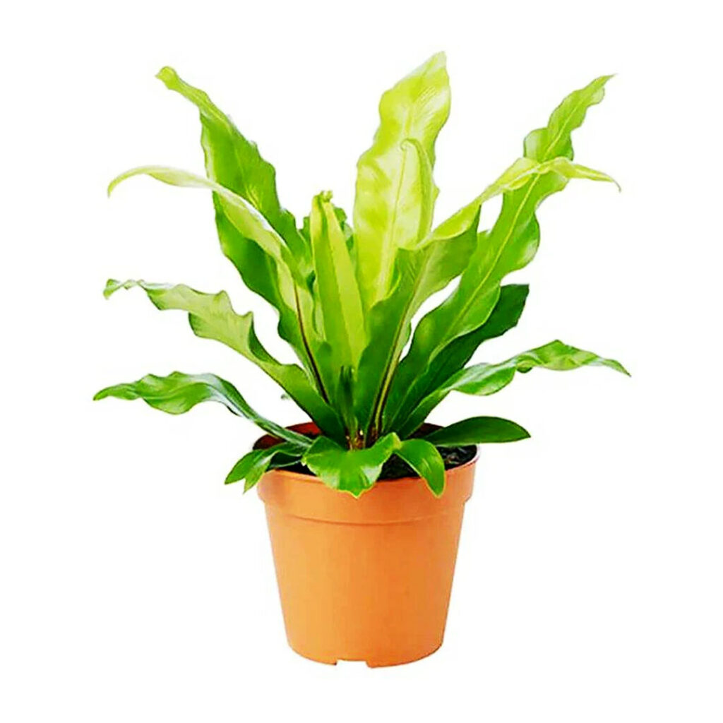 Birds Nest Fern: A Lush Oasis For Indoor Environments