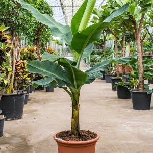 Banana Tree Plant - Musa
