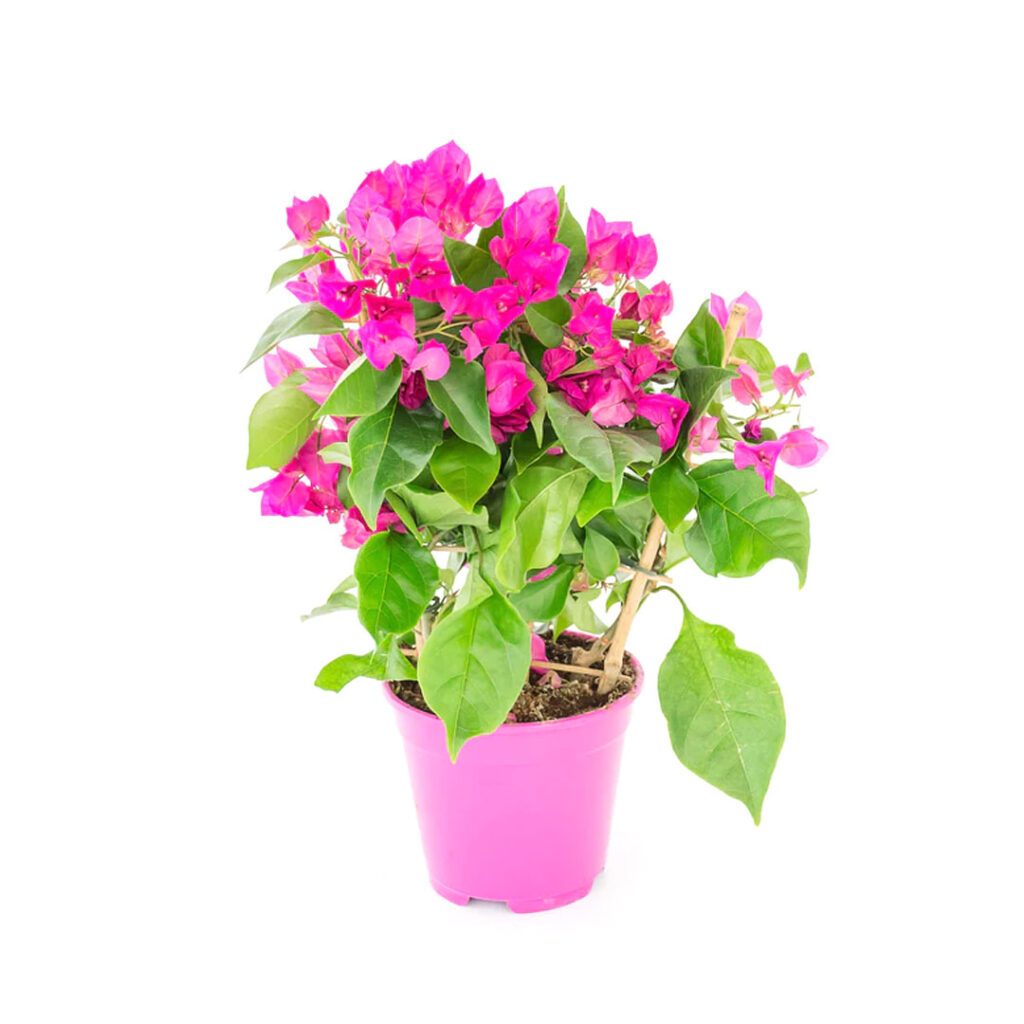 Bougainvillea Pink Pixie - MyGreenLeaf - Buy Indoor & Outdoor Plants ...