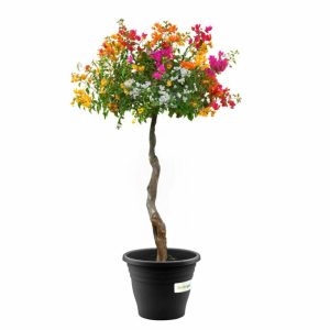 Bougainvillea Spectabilis (Multicolor)