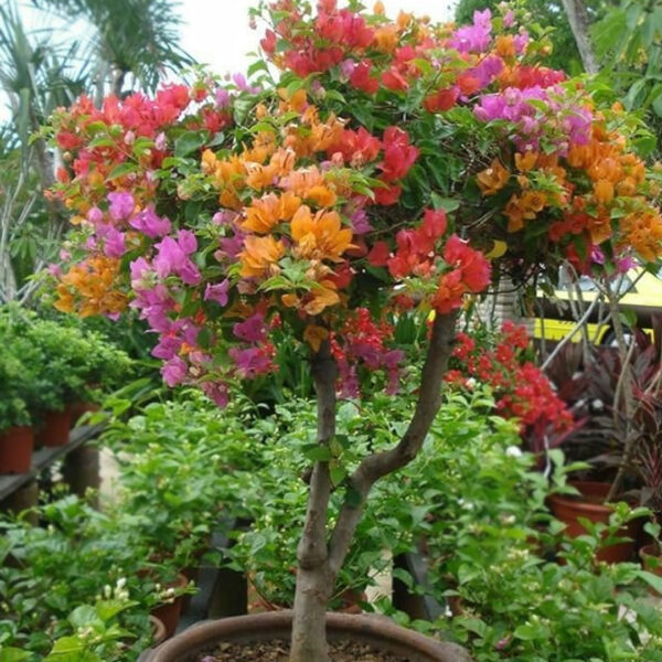 Bougainvillea multicolor 1
