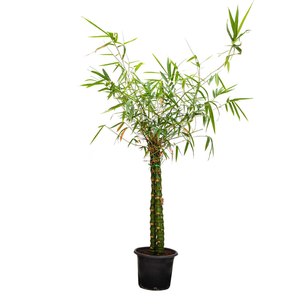 Buddha's Belly Bamboo - MyGreenLeaf - Buy Indoor & Outdoor Plants ...