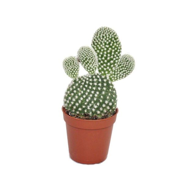 Cactus Opuntia Albata Bunny ear