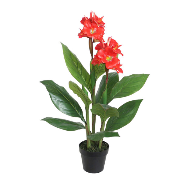 Canna lily Red