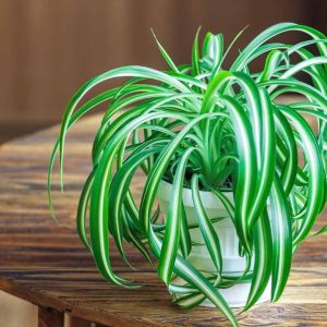 Chlorophytum Comosum / Spider plant