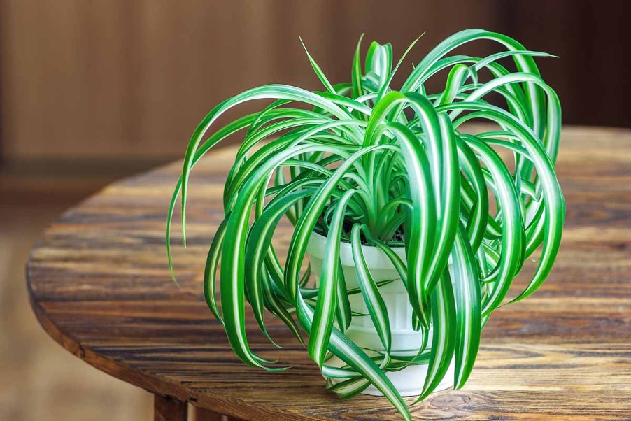 Chlorophytum Comosum / Spider plant