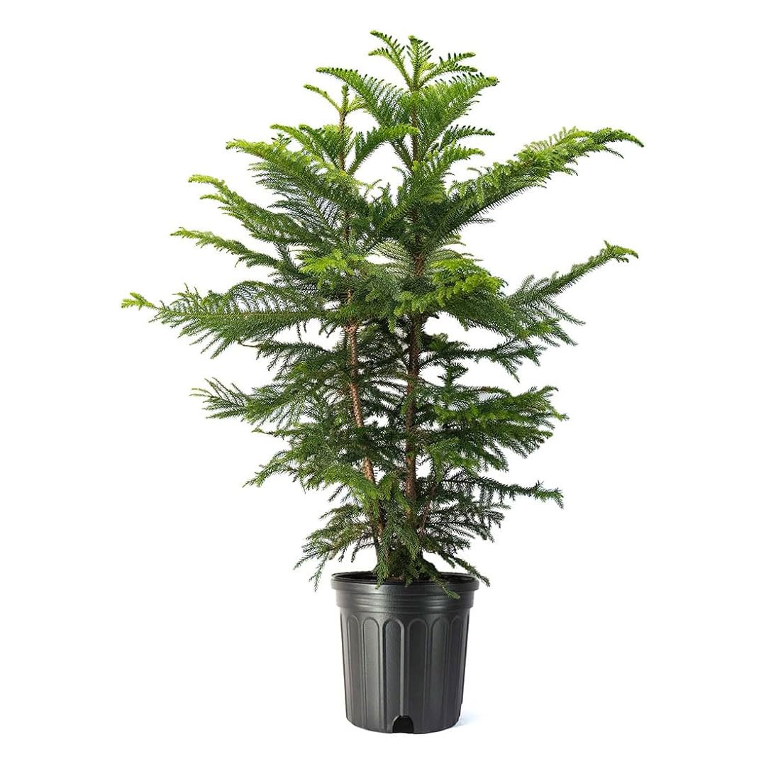 Christmas tree (Norfolk Island Pine - Araucaria heterophylla ...