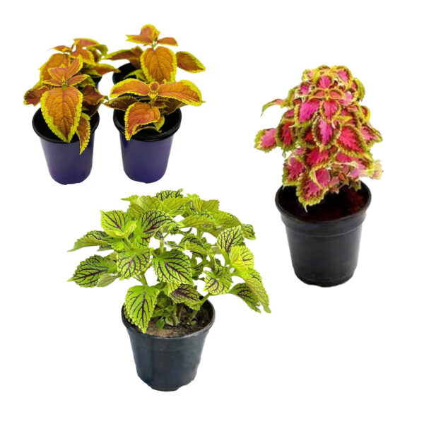 Coleus