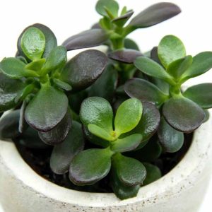 Crassula Ovata/ Dollar plant/ Jade indoor