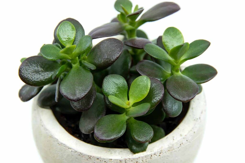 Crassula Ovata/ Dollar plant/ Jade indoor