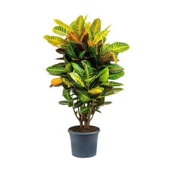 Croton Plant variegatum