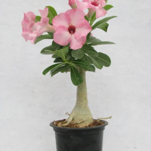 Desert Rose Plant - Adenium Obesum