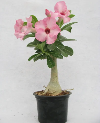 Desert Rose Plant - Adenium Obesum