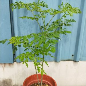 Drumstick Tree - Moringa Oleifera