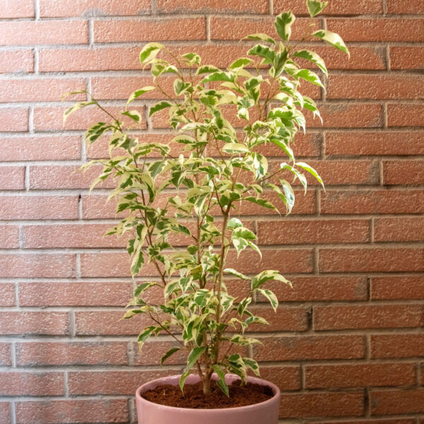 Ficus Benjamina Starlight 2