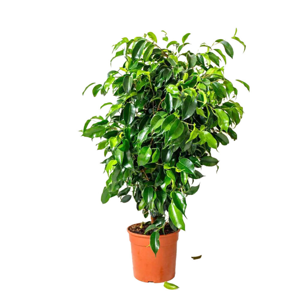 Ficus Benjamina/ Weeping Fig MyGreenLeaf Buy Indoor & Outdoor