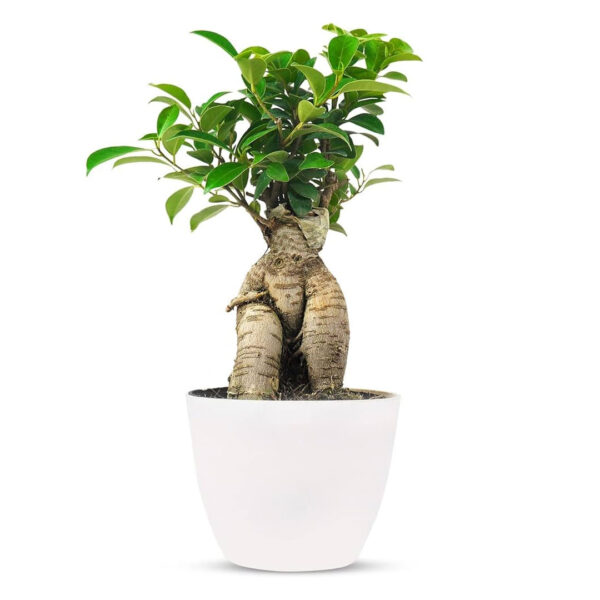 Ficus Bonsai