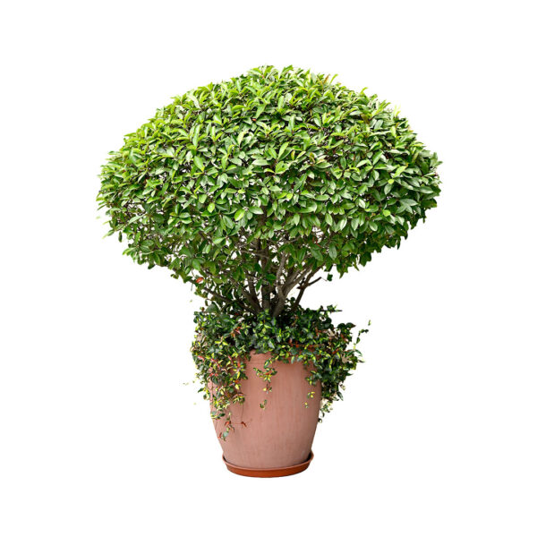 Fukien Tea Tree Globe shape