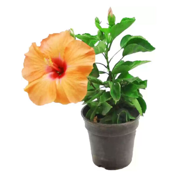 Hibiscus Orange