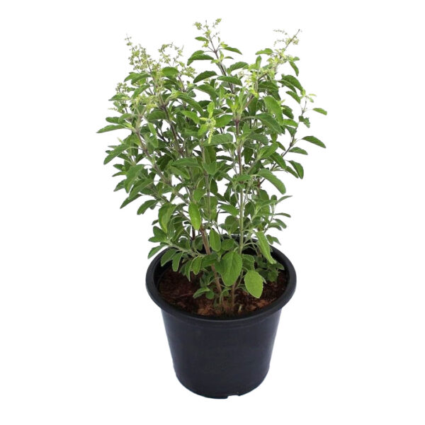 Holy Basil Krishna Tulsi