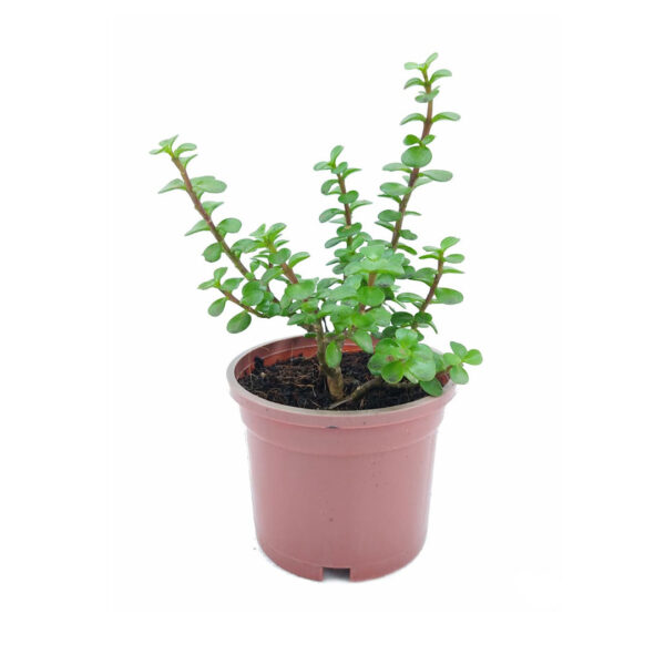 Jade plant Portulacaria Afra Elephant Bush