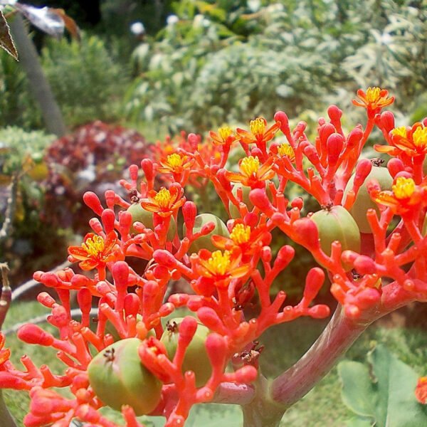 Jatropha plant