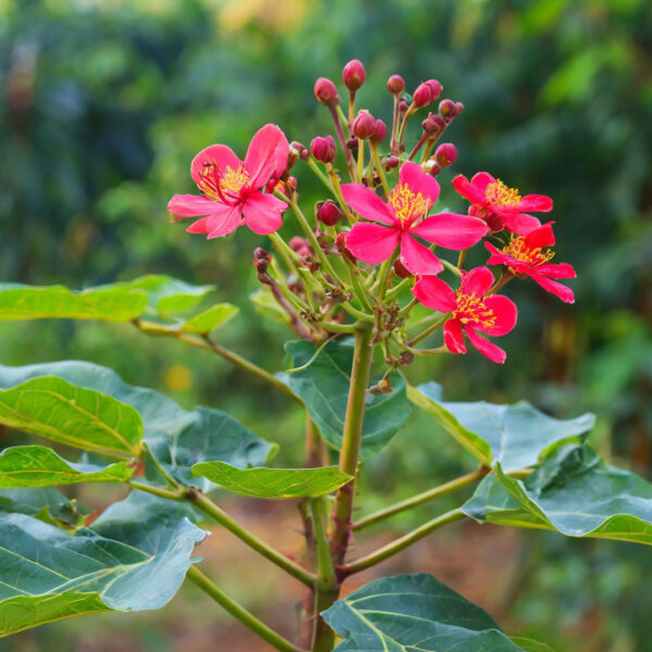 Jatropha plant with flowers