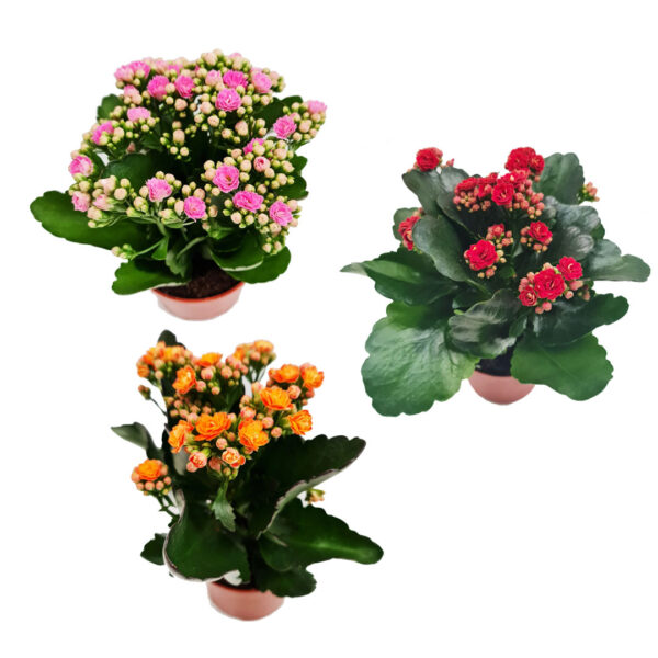 Kalanchoe Blossfeldiana – with diff colours