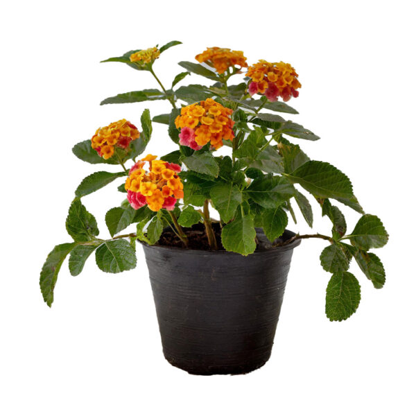 Lantana 2