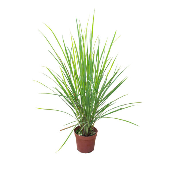 Lemon Grass