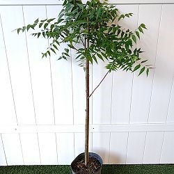Neem Tree - Azadirachta Indica
