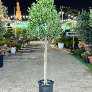 Olive Tree - Olea Europea