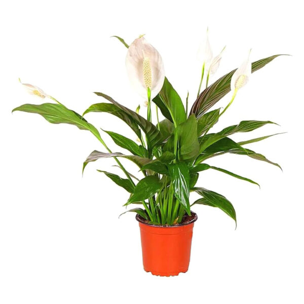 Peace Lily Spathiphyllum