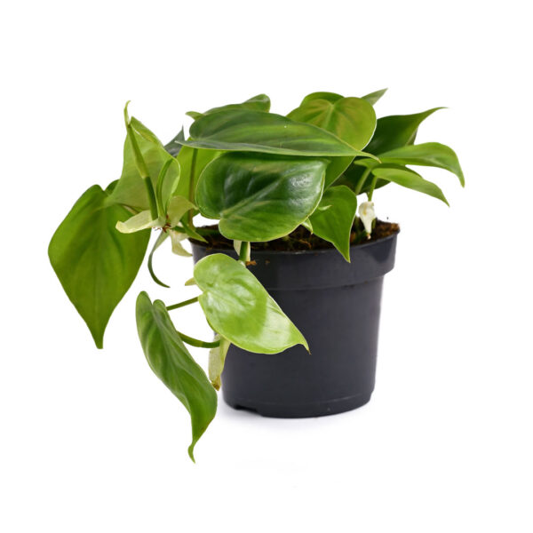 Philodendron Hederaceum