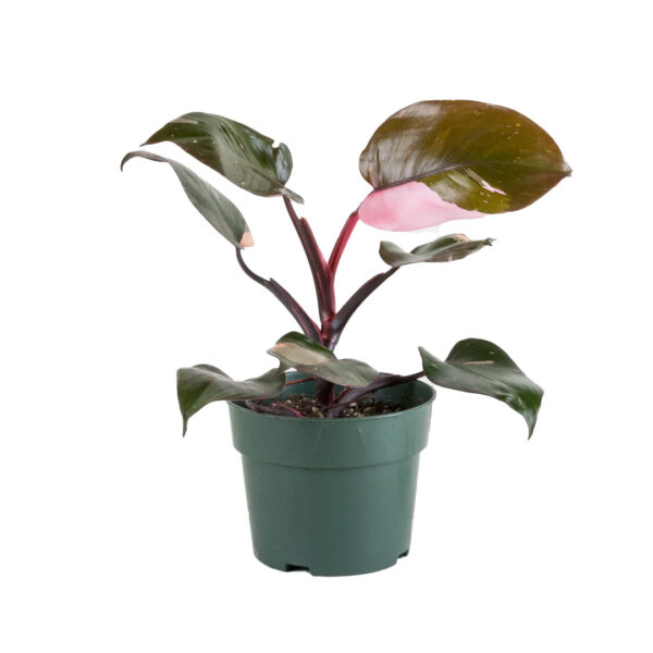 Philodendron Pink Princess