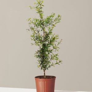 Pomegranate Tree