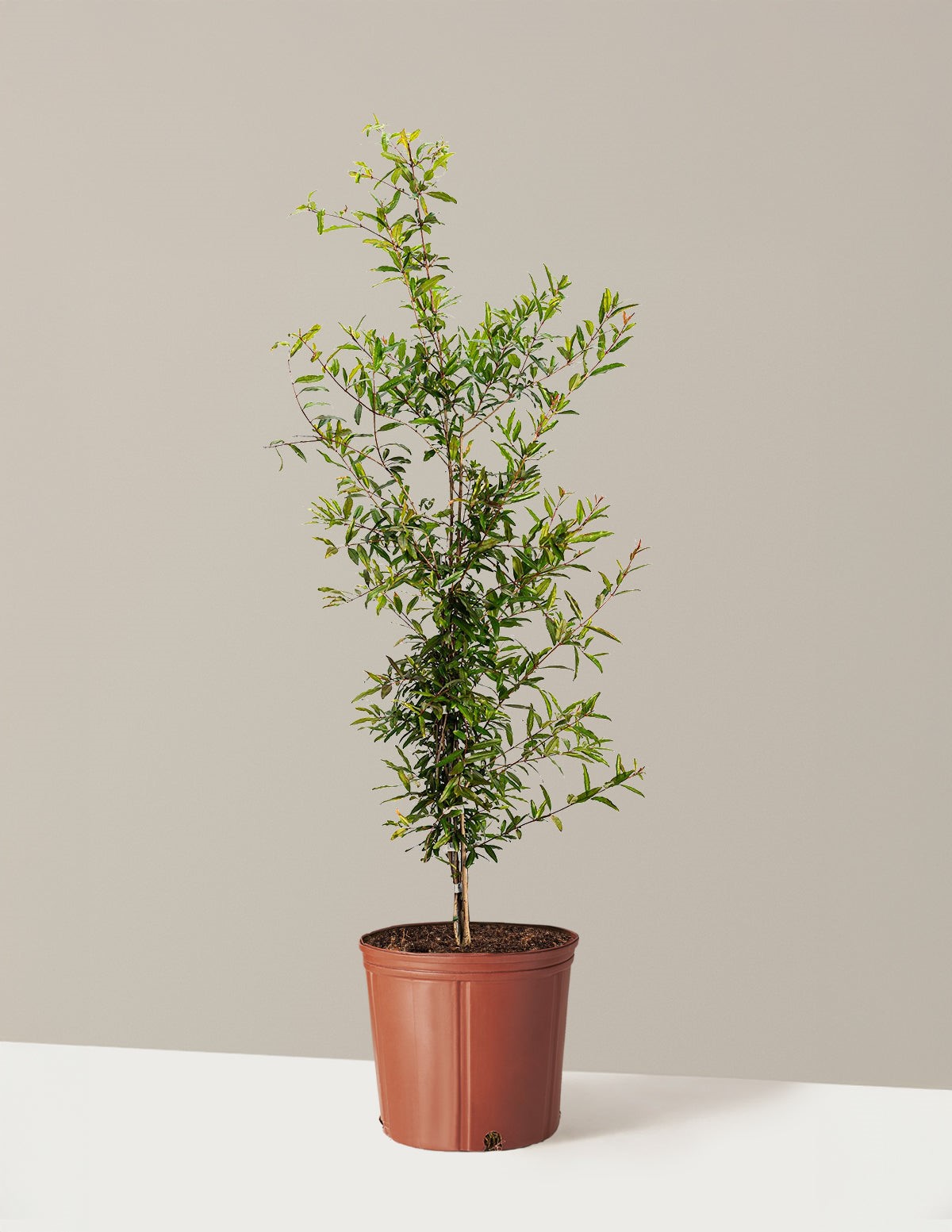 Pomegranate Tree