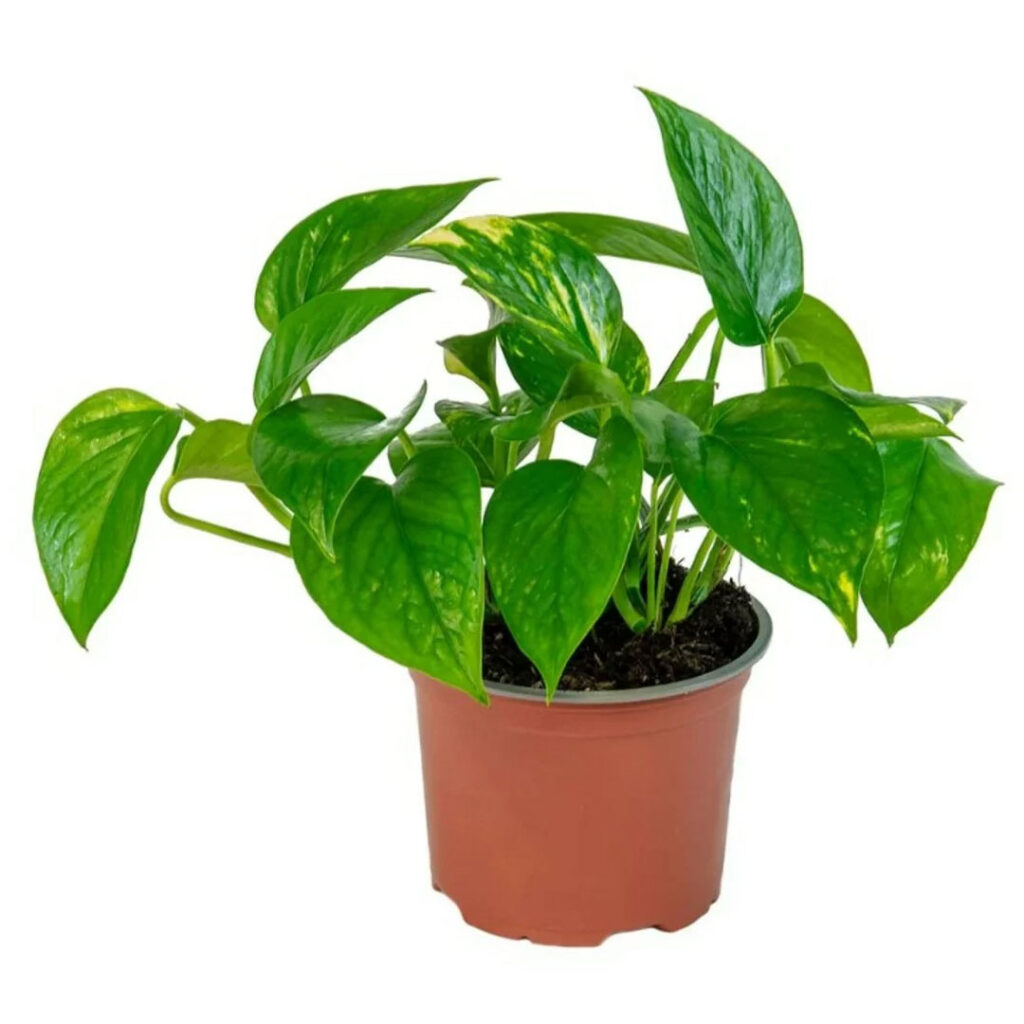 Golden Pothos | Buy Golden Pothos Online In Abu Dhabi, Dubai