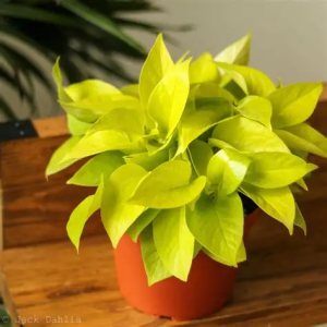 Pothos Neon