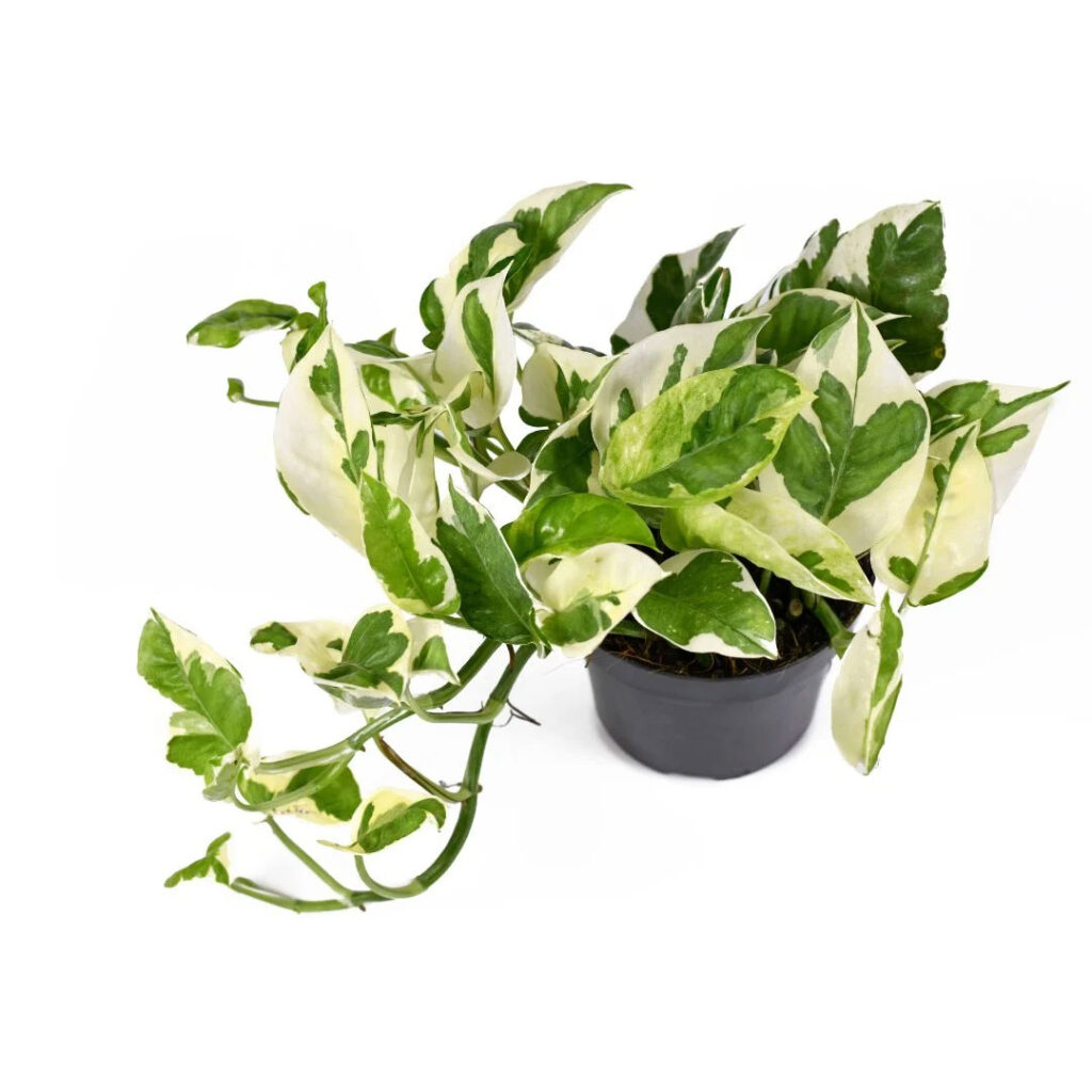 pothos-njoy-buy-pothos-njoy-online-in-abu-dhabi-dubai
