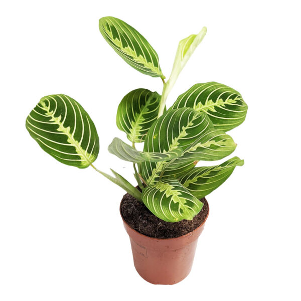 Prayer Plant Maranta